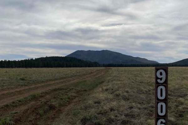 Wildlife Way