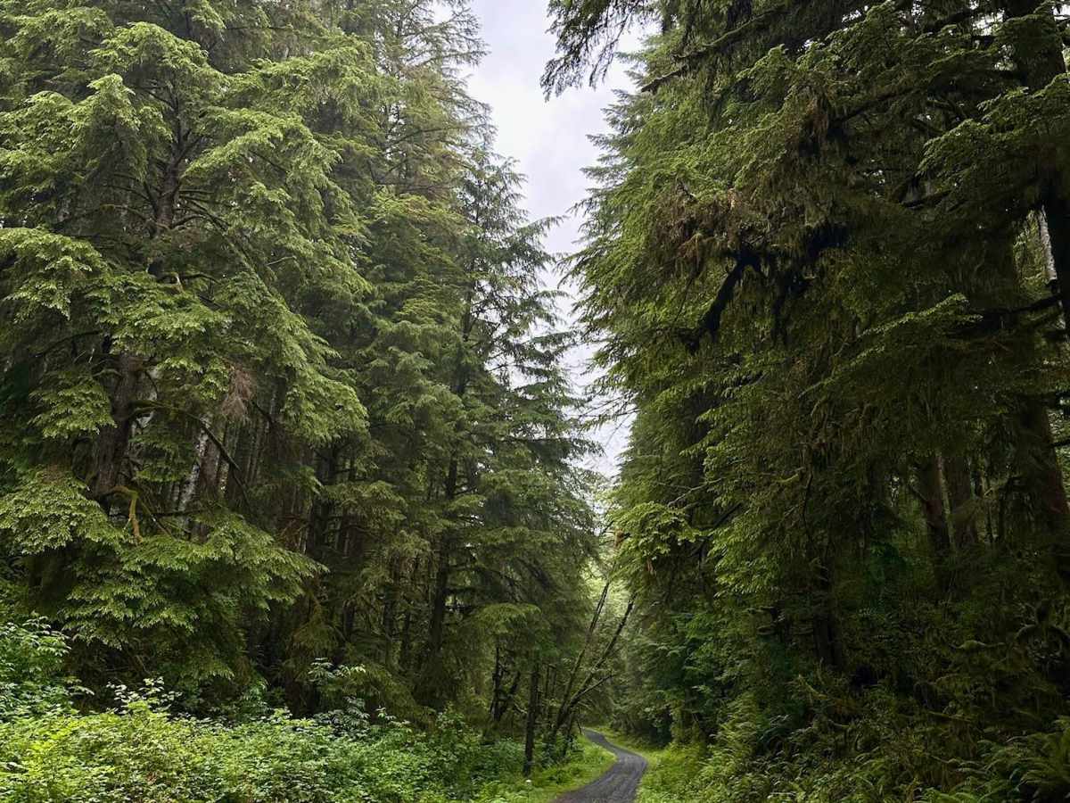 Cape Creek - FS 1057  trail photo