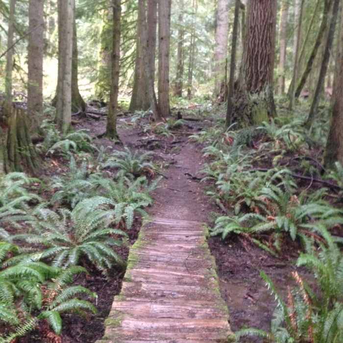There are lots of great creek crossings like this one, with ferns for miles! Near Tiger Mountain Trail