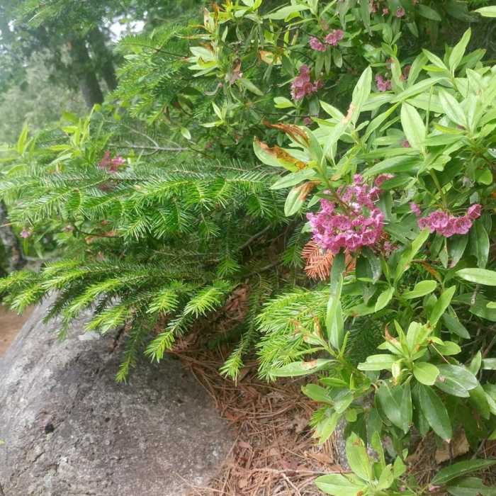 Near Copperas Pond Trail
