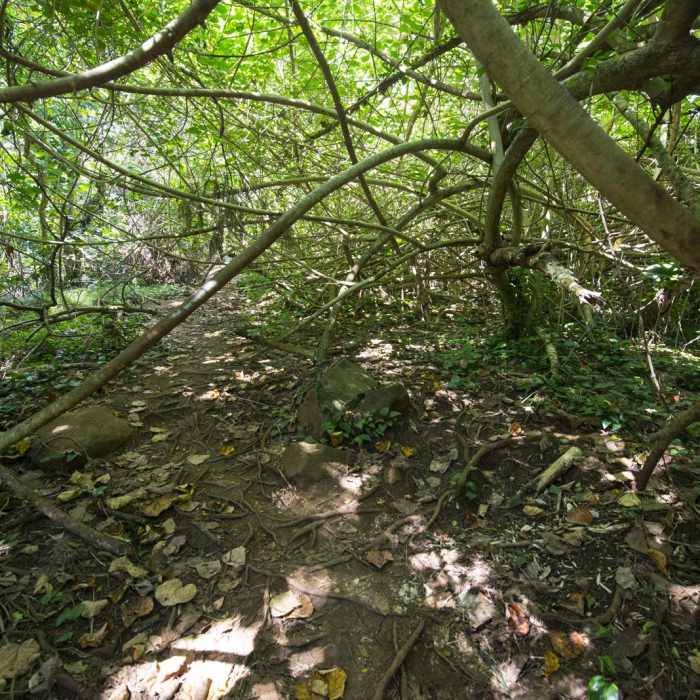 Near Maunawili Falls Hike Near Maunawili Falls Hike