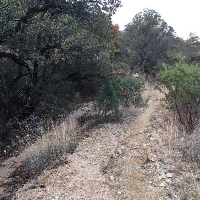 Near Middlemarch Canyon Trail #277