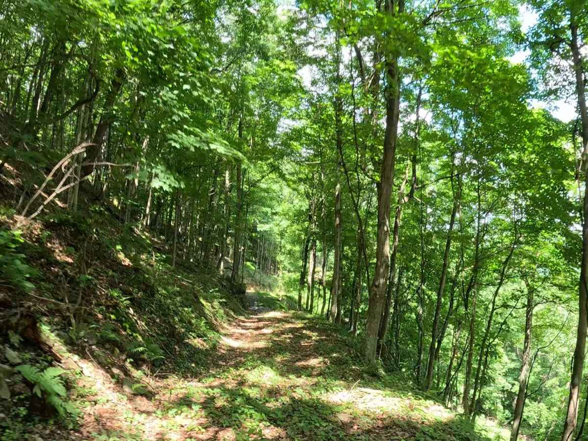 Q73A trail photo