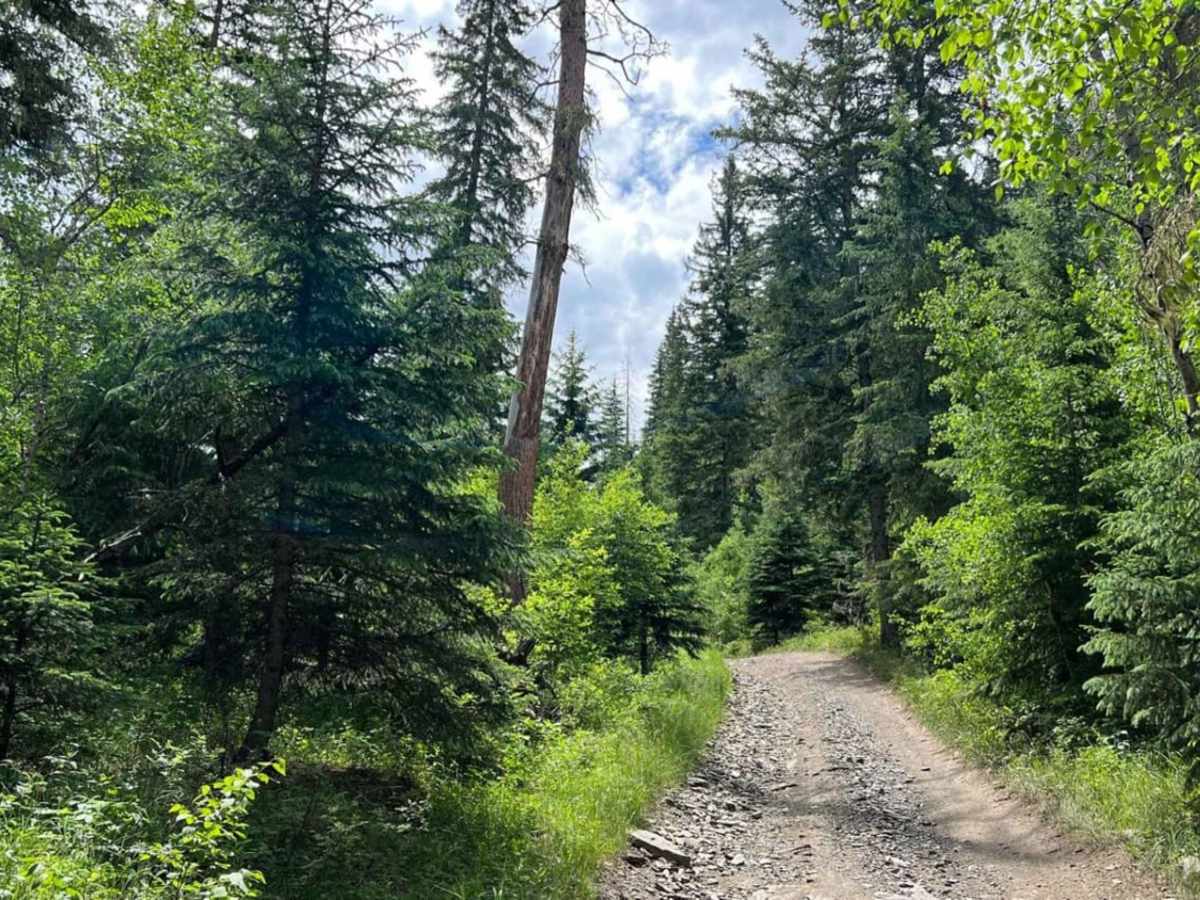 Spaw Gulch - FSR#606 trail photo