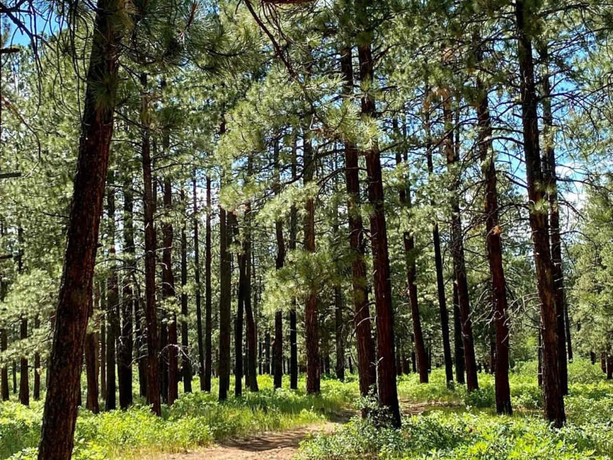 Fawn Gulch E-Fr Rd 666E photo 2