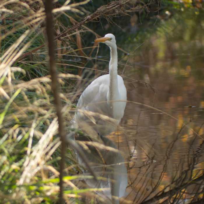 Near San Vicente Creek Loop from Fairway