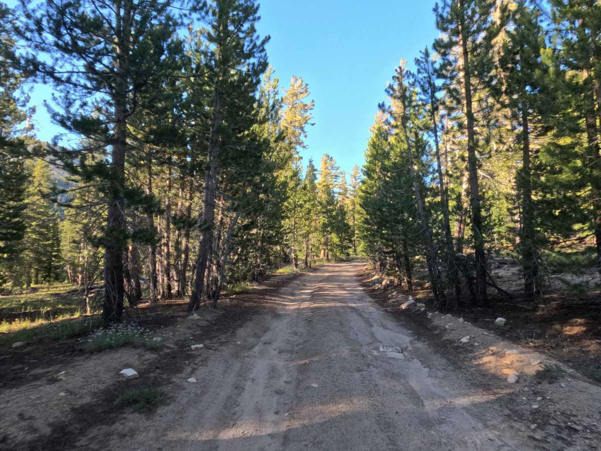 Jobs Peak Trail Spur - FS 31051A photo 3