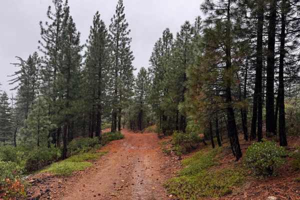 Screwauger Trail