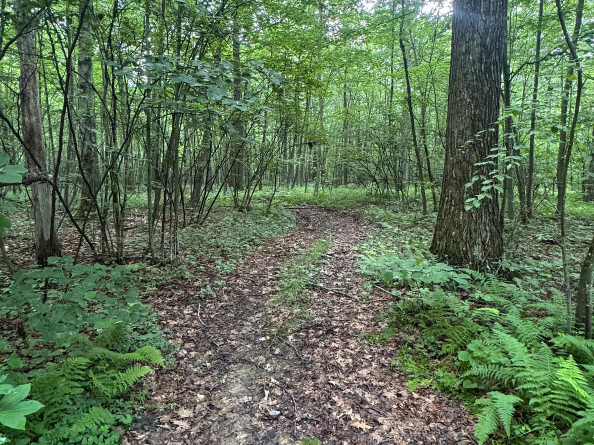 Trail 55 photo 2