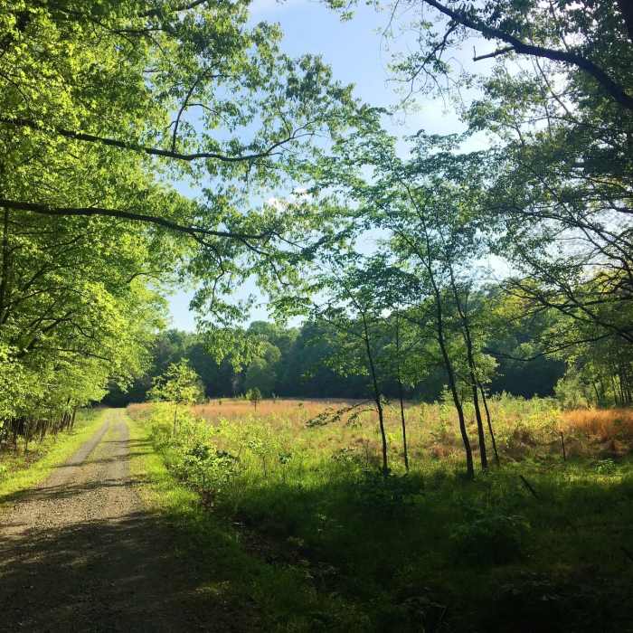 Fallow farmland creates beautiful scenery along the trail. Near Mason Farm Main Trail
