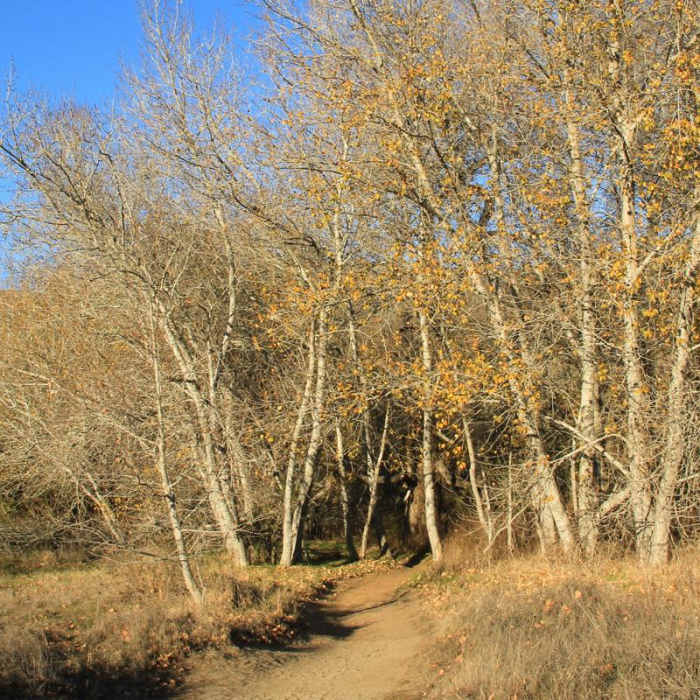 Near Beach Trail Near Beach Trail