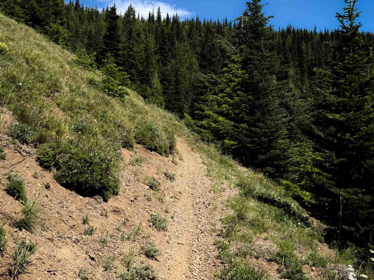 North Ridge 1321 trail photo