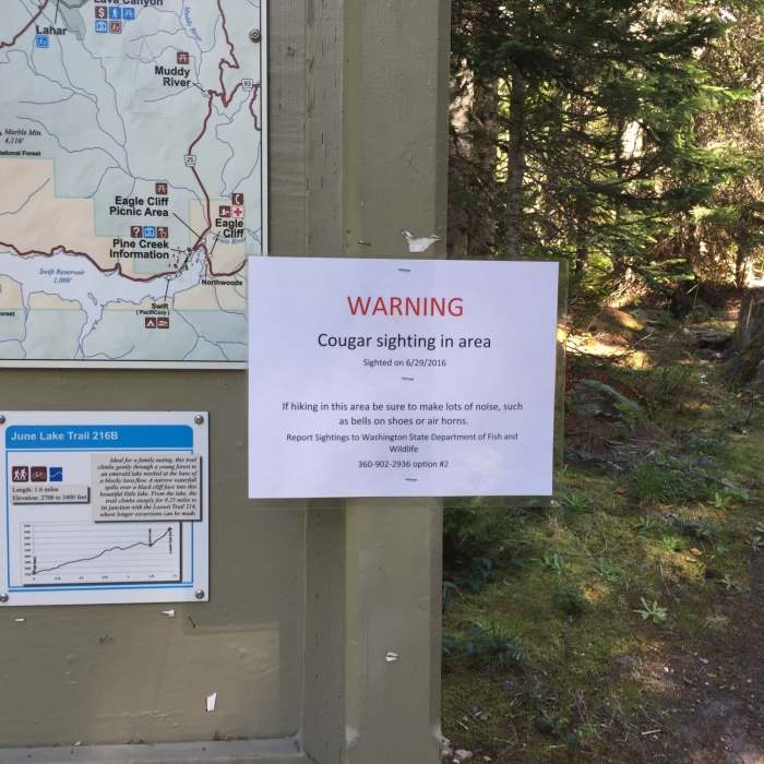 Cougar sighting sign. Near June Lake