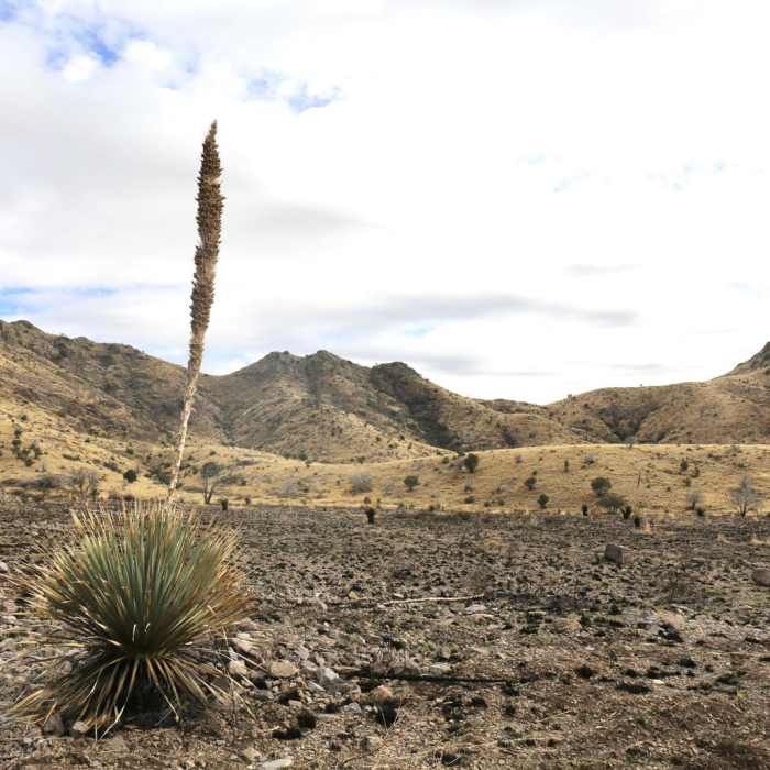 Near Dripping Springs Trail Near Dripping Springs Trail