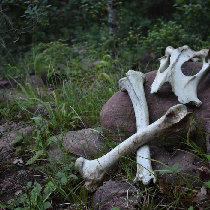 Near Avalanche Creek Trail