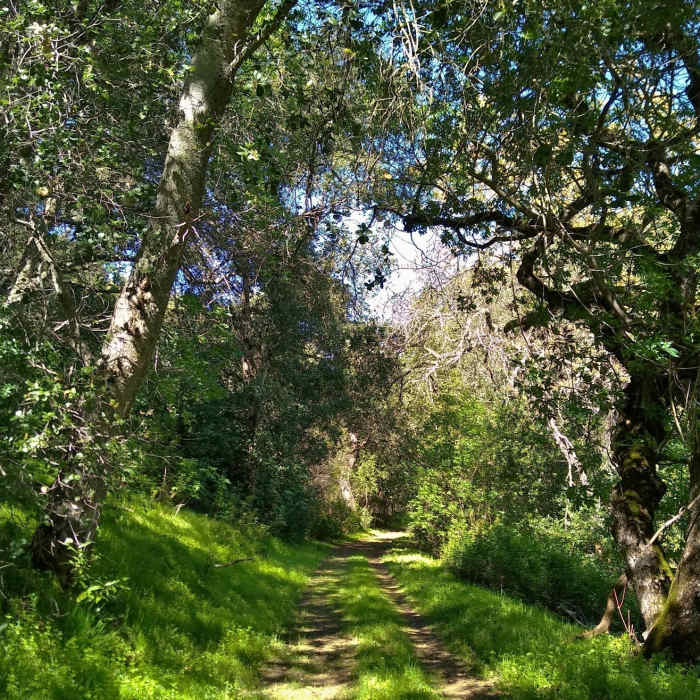 The beautiful thin woods along the northern end of Brush Trail, on a sunny spring day. Near Snell Trail