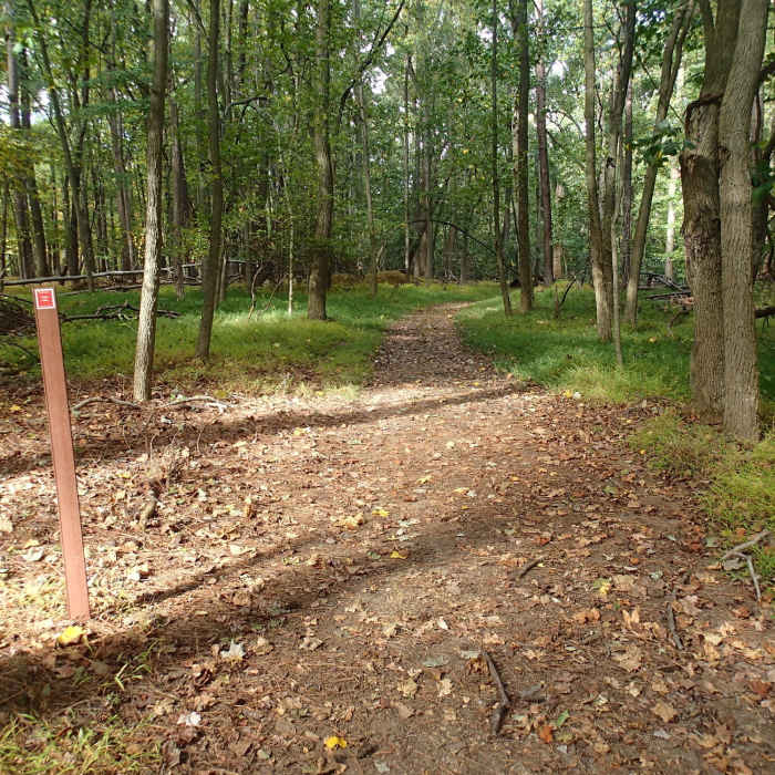 Near Pond Loop Trail