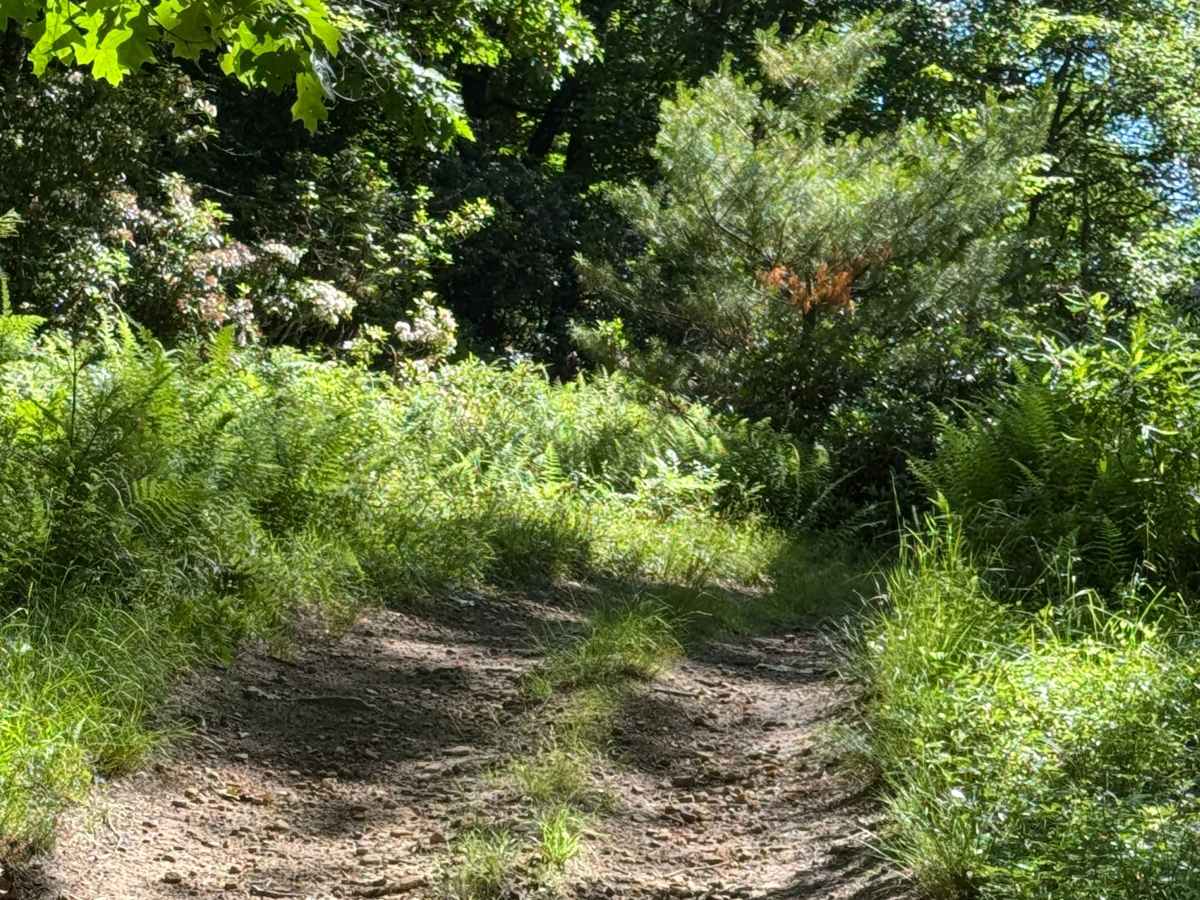 Zink Fork Trail photo 3
