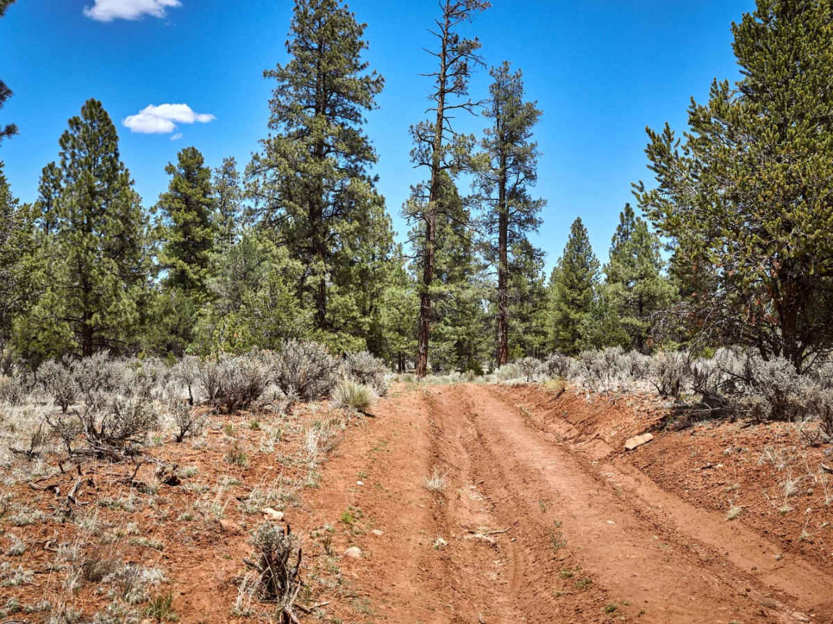 Cowpie Cowboy Trail photo 5