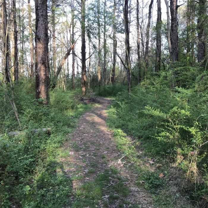 Near Joe Wheeler State Park Multi-Use Trail