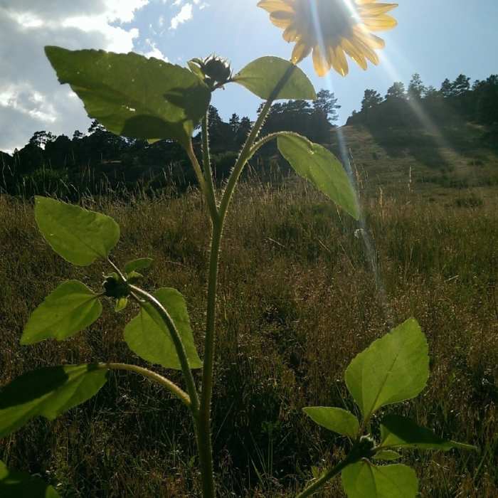 Near Dakota Ridge to Sanitas Valley Loop
