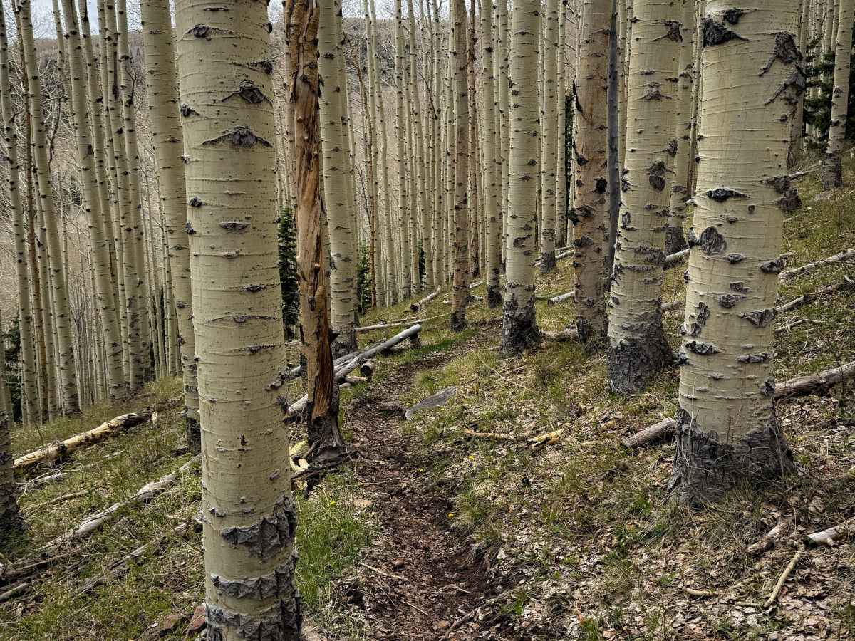 Trust Lands Singletrack (North)  trail photo