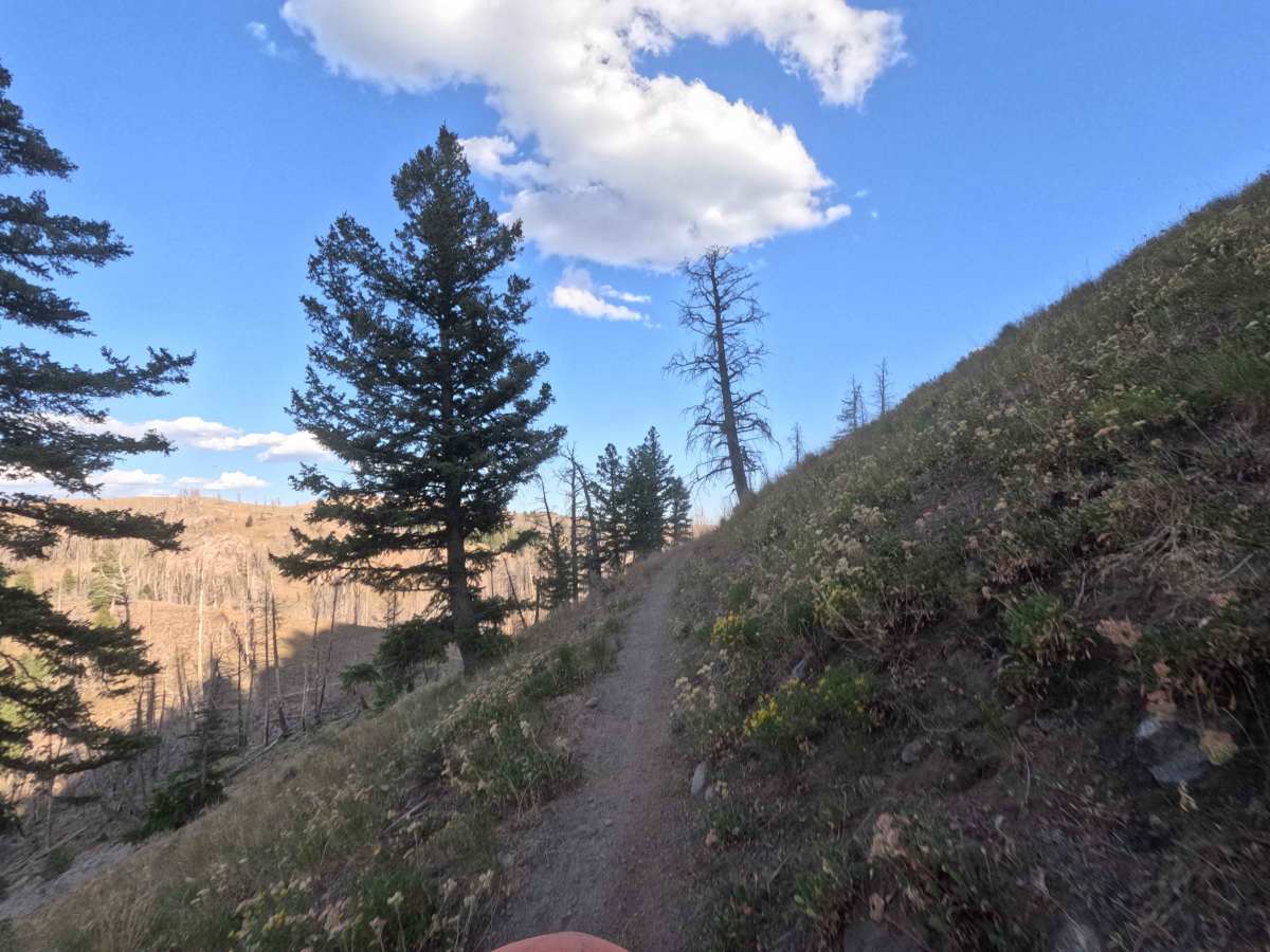 Warfield-South Fork - FS 7151 trail photo