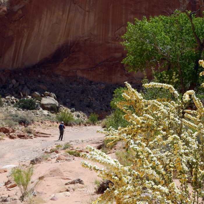 Near Lower Muley Twist Canyon Loop