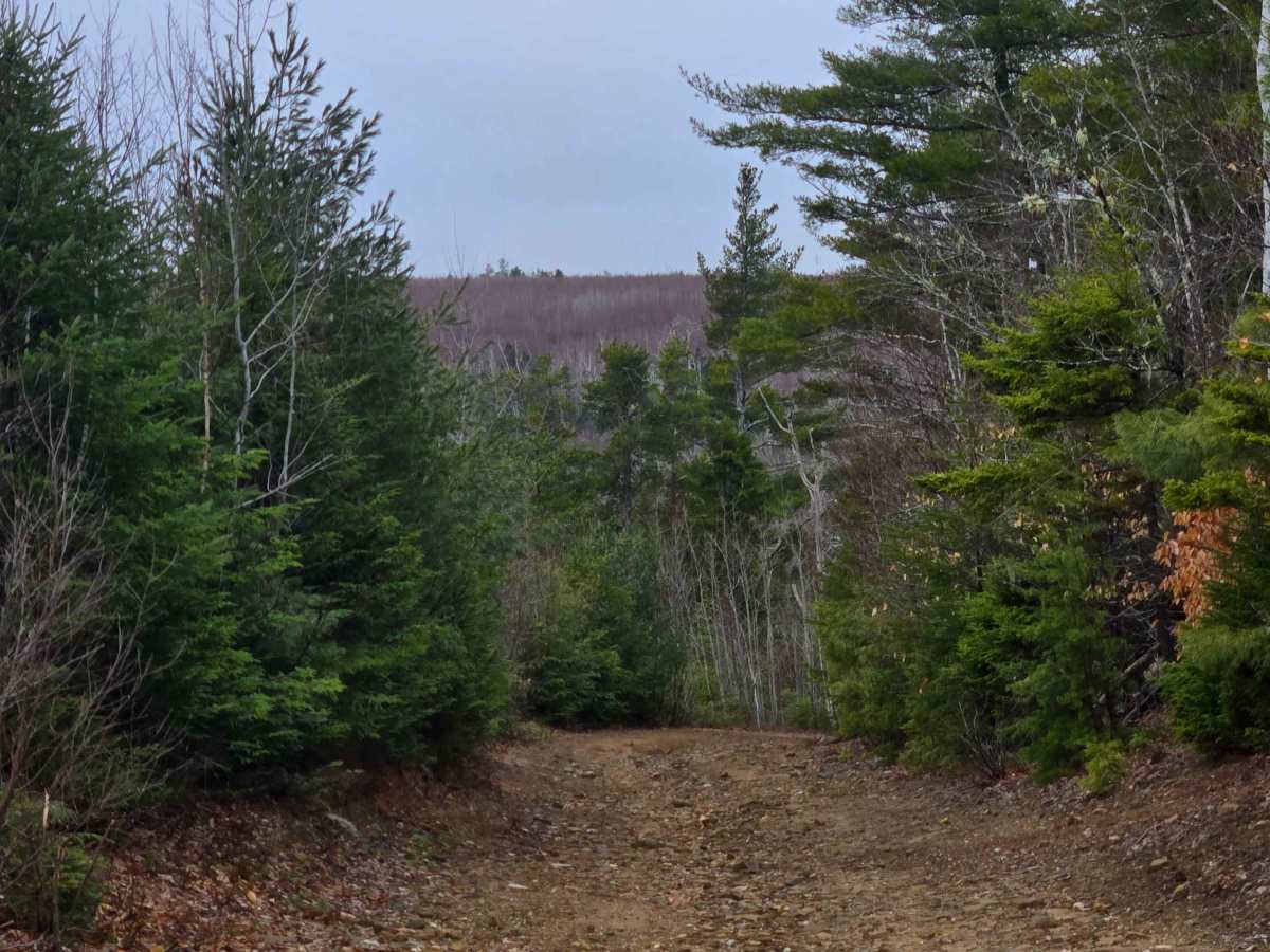 Hardscrabble Road photo 5