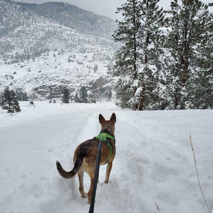 Near Crosier Mountain Garden Gate Trail (#931)