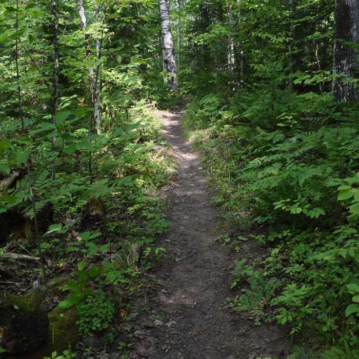Near Cascade Falls Trail Near Cascade Falls Trail