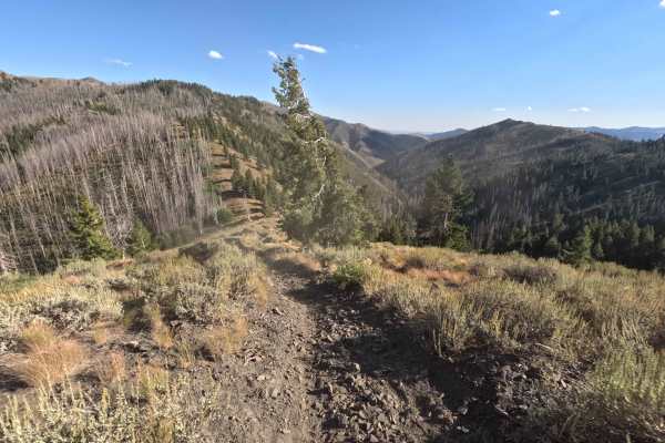 Middle Fork-South Fork 1 - FS 7199