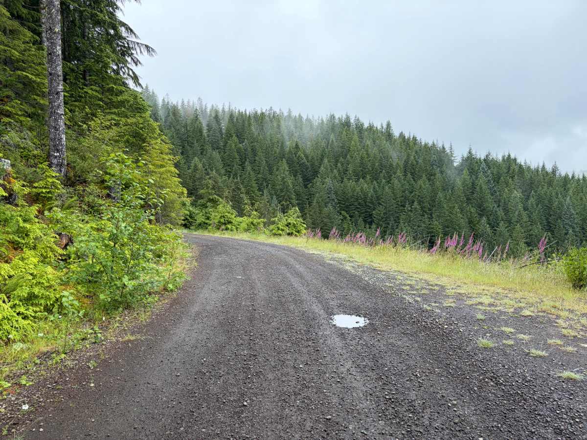 Salmonberry Road photo 6