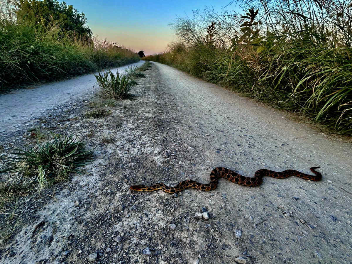 Wildlife Drive photo 3