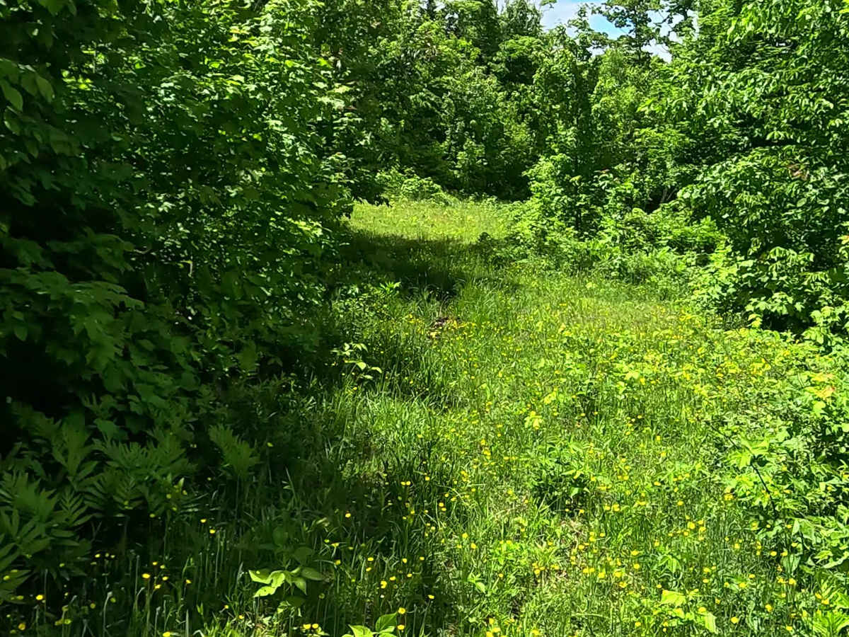 Little Pup Creek - Watch Tower Spur photo 2