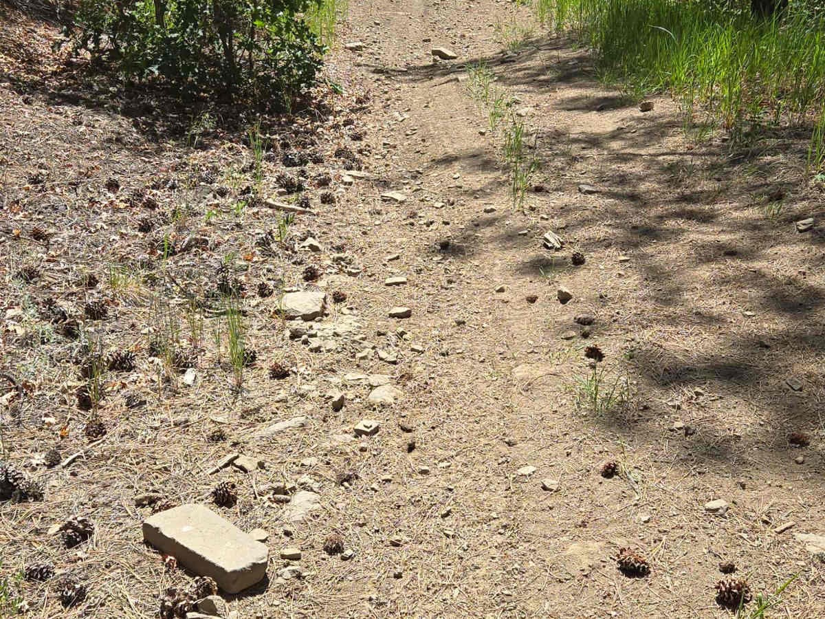 Little Bull Creek Trail - FS 683 photo 4