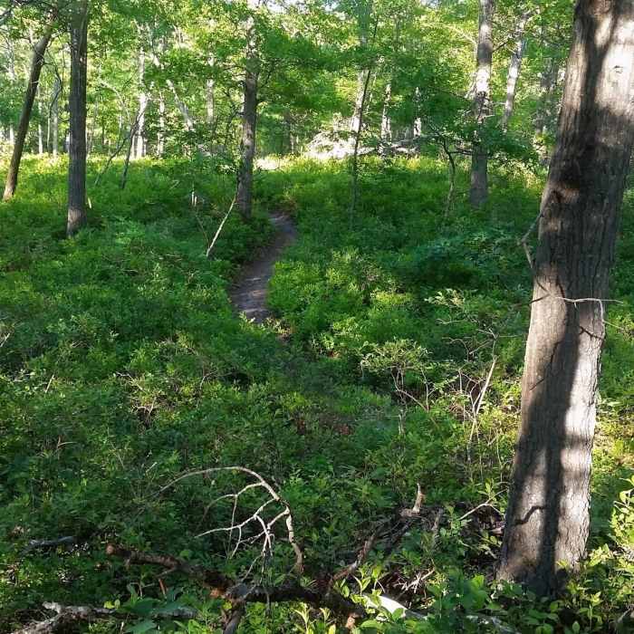 Near Manorville Hills