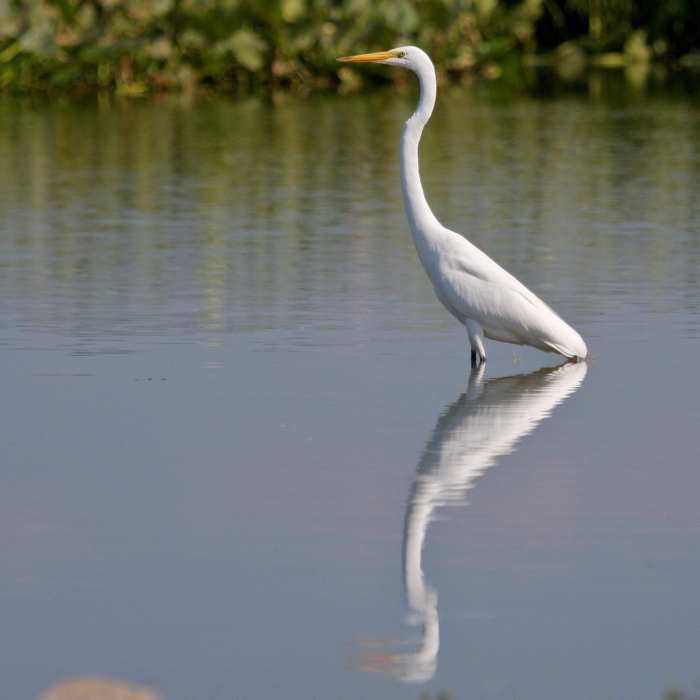Egret Reflection Near John Heinz: East Loop