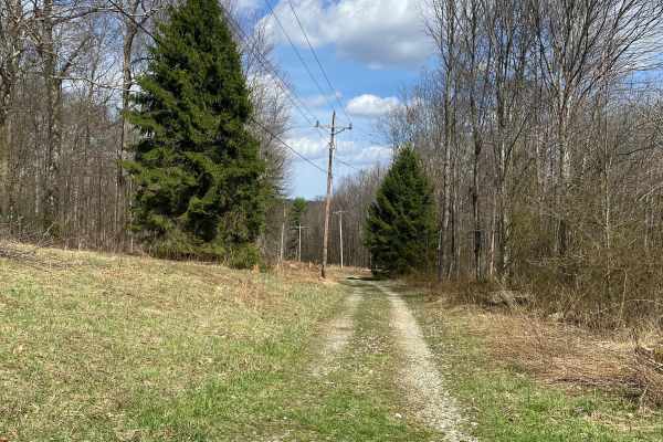 Blackberry Lane