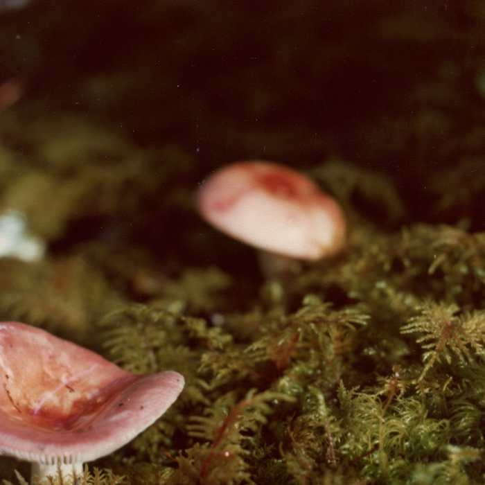 Pink mushrooms dot the groundcover in late August throughout Glacier Bay's moss forests. Near Point Gustavus