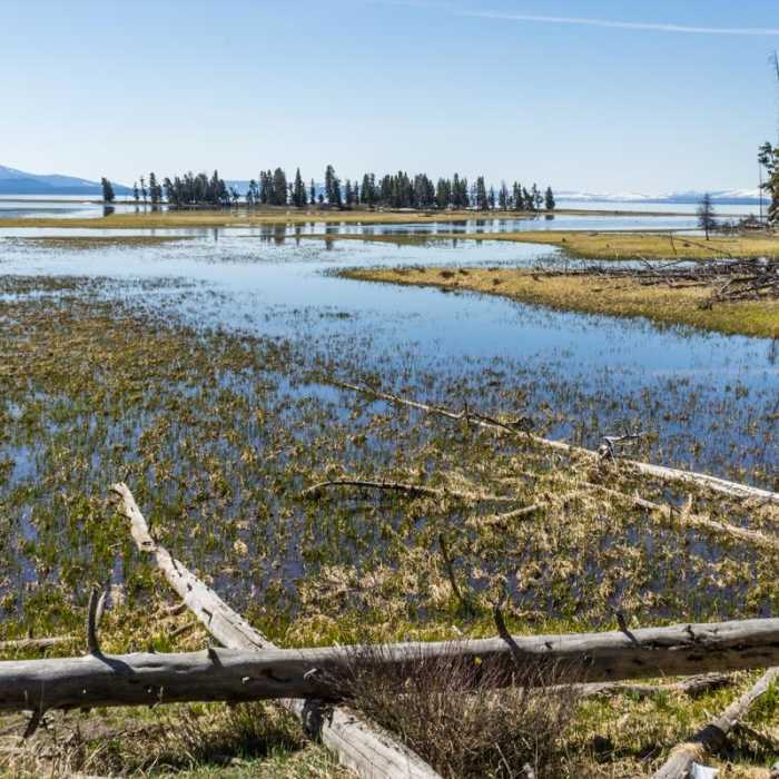Near Pelican Creek Trail Near Pelican Creek Trail