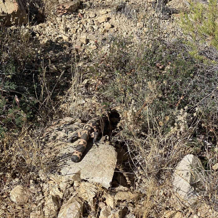 Near Wild Mustang Trail