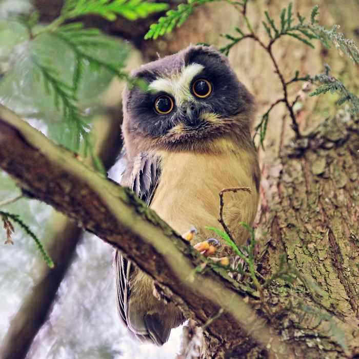 Near Tryon Creek Loop