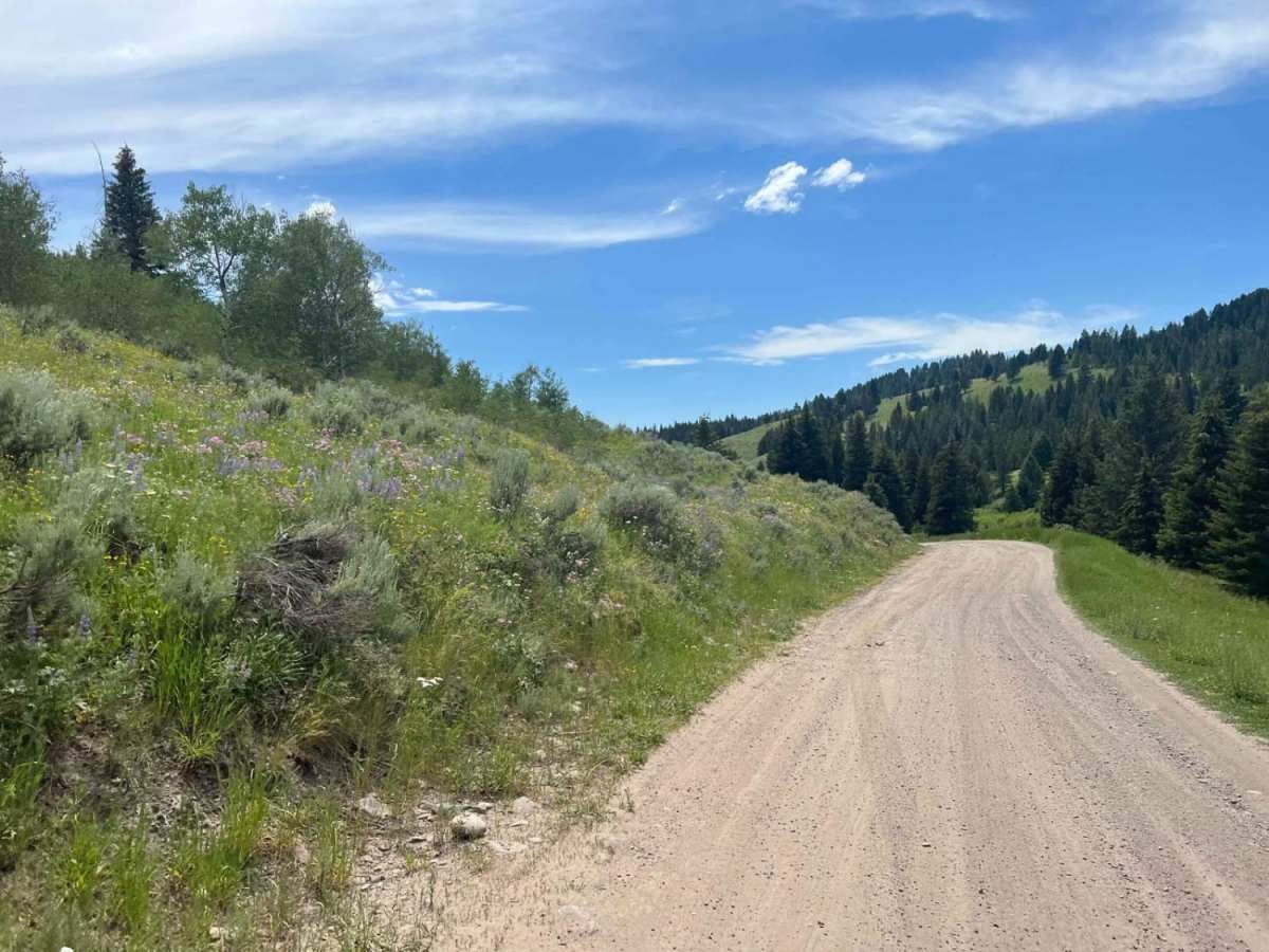 Jackpine Gulch (FS 1209) photo 6