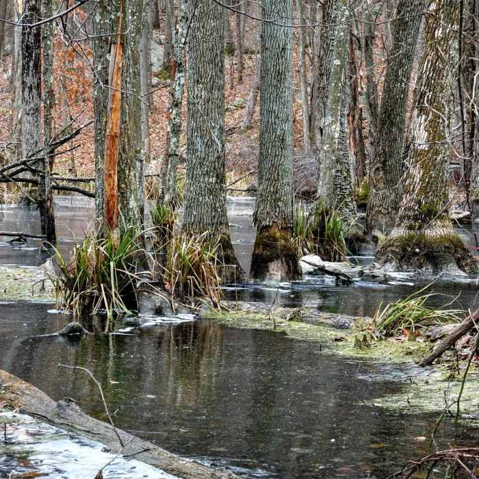 Near Lake Hopatcong Trail: Morris Canal to Prospect Point