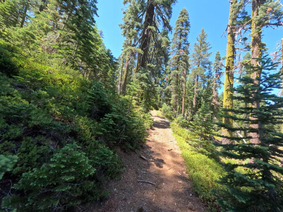 Claycroft Ridge Off Highway Vehicle Trail - Upper - FS 11E18 photo 5