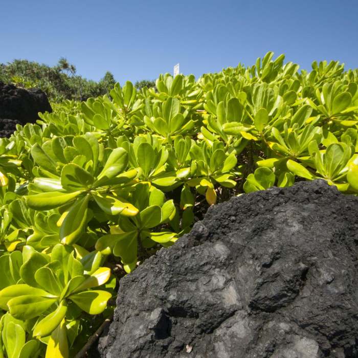 Near Wai'anapanapa Coastal Trail to Pukaulua Point Near Wai'anapanapa Coastal Trail to Pukaulua Point