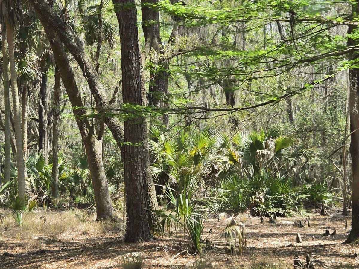 Lochloosa Swamp Trail trail photo
