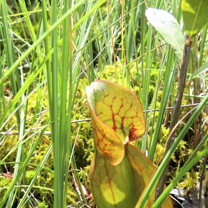Near Pinhook Bog Trail