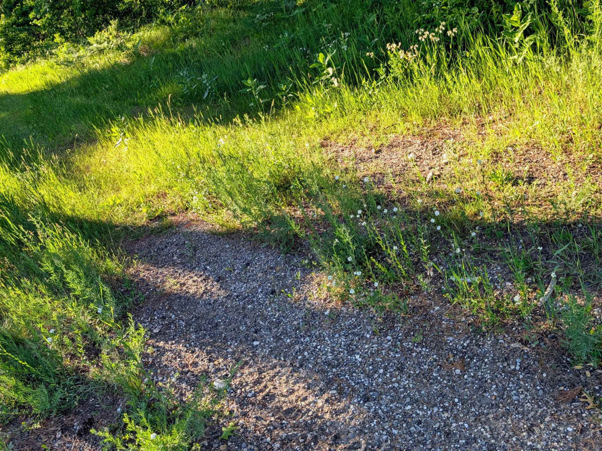 Grasshopper Trail photo 2